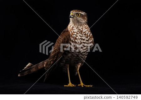 sparrowhawk on a black background sparrowhawk on a black background 140592749