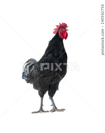 Singing black rooster isolated on white background Singing black rooster isolated on white background 140592750