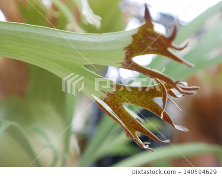 Staghorn Fern Staghorn Fern 140594629