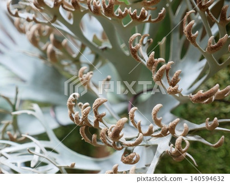 Staghorn Fern Staghorn Fern 140594632