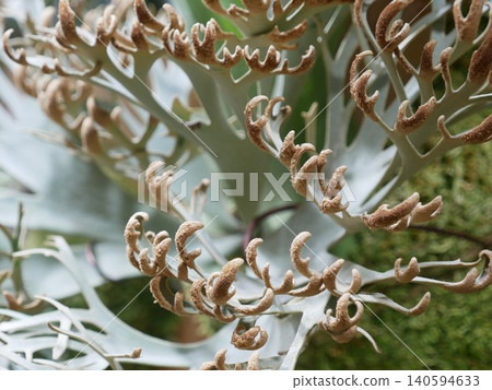 Staghorn Fern Staghorn Fern 140594633
