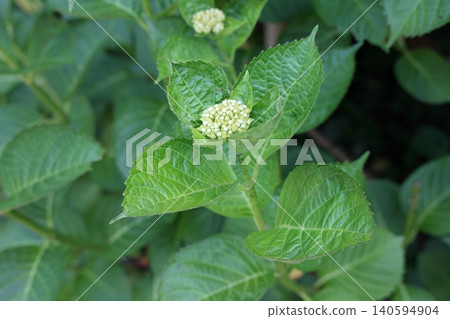 Hydrangea buds that will bloom soon 140594904