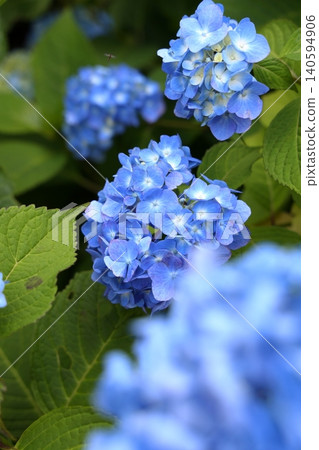Softly blooming blue hydrangeas Softly blooming blue hydrangeas 140594906