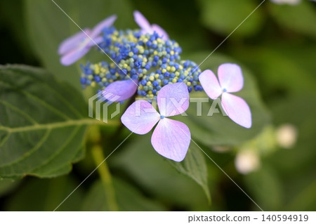 Purple hydrangea Purple hydrangea 140594919