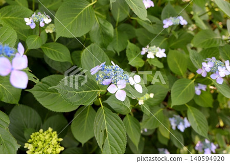  Gaku hydrangea 140594920