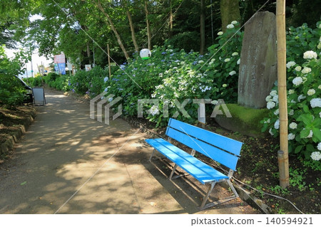 公園裡狹窄的小路,兩旁盛開的繡球花 公園裡狹窄的小路,兩旁盛開的繡球花 140594921