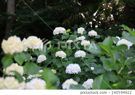 White hydrangeas (vertical view) that adorn the early summer White hydrangeas (vertical view) that adorn the early summer 140594922
