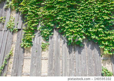 A weathered wooden wall and lush, vibrant ivy powerfully covering it. A natural landscape and texture of early summer that evokes a sense of history. A weathered wooden wall and lush, vibrant ivy powerfully covering it. A natural landscape and texture of early summer that evokes a sense of history. 140595102