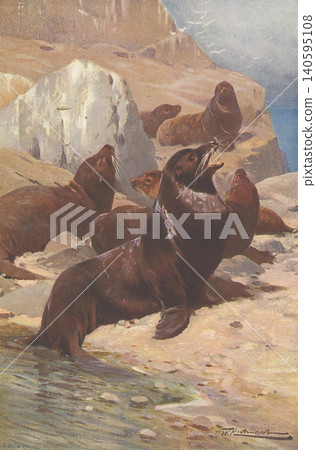 Antique illustration: Animal encyclopedia - California sea lion Antique illustration: Animal encyclopedia - California sea lion 140595108