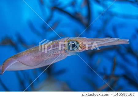 Great squid swimming underwater Great squid swimming underwater 140595165