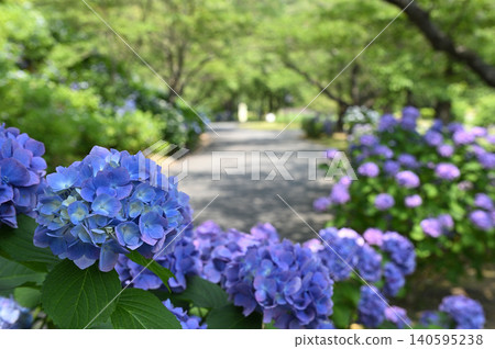 A walking path surrounded by hydrangeas in early summer A walking path surrounded by hydrangeas in early summer 140595238