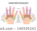 Hand reflexology chart. Pressure points map. Organ mapping and zone therapy palm dorsum. 140595241