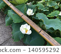 白蓮花 140595292