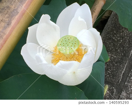白色花 白色花 140595293
