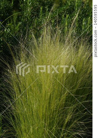 Young flower spikes of Muhlenbergia, May 2026 Young flower spikes of Muhlenbergia, May 2026 140595595