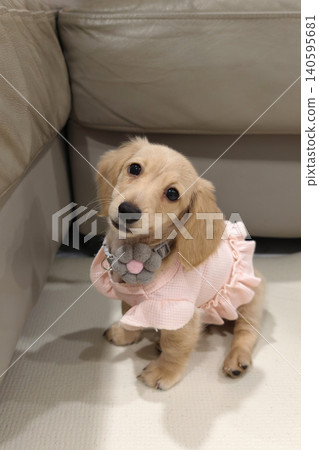 Dachshund puppy dog wear pink frilled top and grey flower collar 140595681