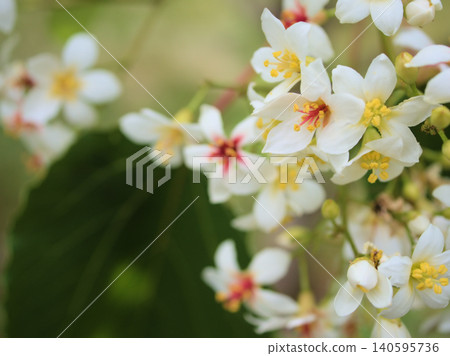 The white tung tree flowers bloomed beautifully in June. 140595736