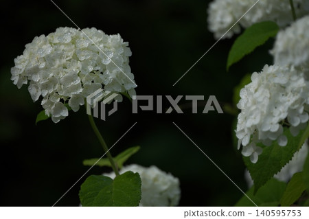 A single white hydrangea after the rain 140595753