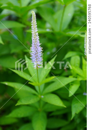 西部婆婆納花 西部婆婆納花 140595768