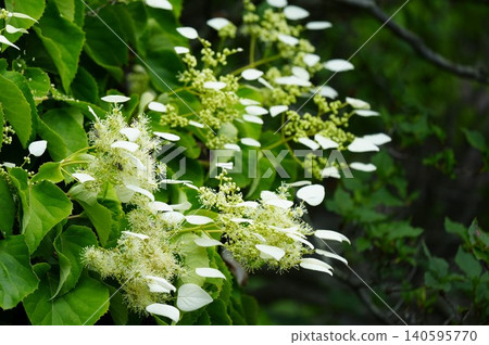 繡球花(Schizophragma hydrangeoides)白色花朵的特寫。 繡球花(Schizophragma hydrangeoides)白色花朵的特寫。 140595770