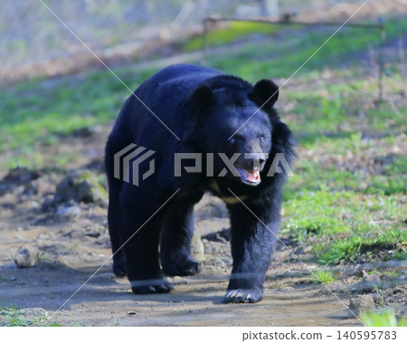 bear  140595783