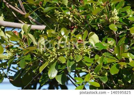 Japanese holly buds, May 2026 Japanese holly buds, May 2026 140595825