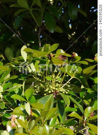 Japanese holly buds, May 2026 Japanese holly buds, May 2026 140595826