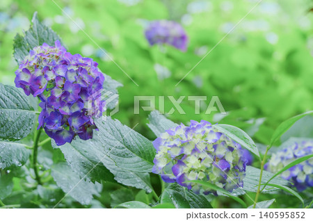 Hydrangea after the rain Hydrangea after the rain 140595852