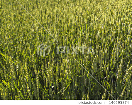 Green Wheat Field Close-Up in Golden Light Green Wheat Field Close-Up in Golden Light 140595874