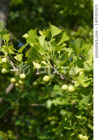 Young ginkgo nuts - June 2026 Young ginkgo nuts - June 2026 140595923