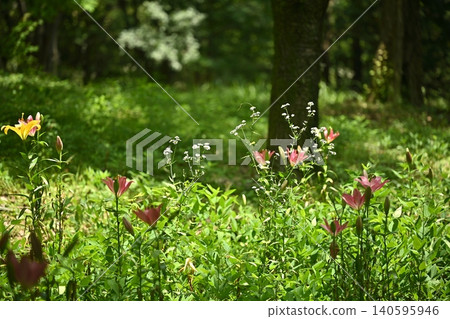 一片百合花田,初夏的公園,一片綠意盎然,雜草叢生,陽光透過緩坡灑下斑駁的光影。 一片百合花田,初夏的公園,一片綠意盎然,雜草叢生,陽光透過緩坡灑下斑駁的光影。 140595946