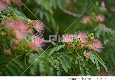 Silk tree flower, shallow depth of field, large bokeh. Silk tree flower, shallow depth of field, large bokeh. 140595989