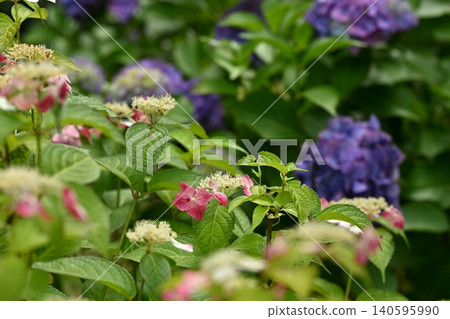 Mountain hydrangea, light focus, blur, blurred background, purple hydrangea background Mountain hydrangea, light focus, blur, blurred background, purple hydrangea background 140595990