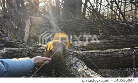 Wild fluffy squirrel taking nuts from female arm and gnawing it at sunny forest. Cute rodent eating food from hand of young girl at autumn woodland. Woman feeding hungry small sciurus outdoor Wild fluffy squirrel taking nuts from female arm and gnawing it at sunny forest. Cute rodent eating food from hand of young girl at autumn woodland. Woman feeding hungry small sciurus outdoor 140596044