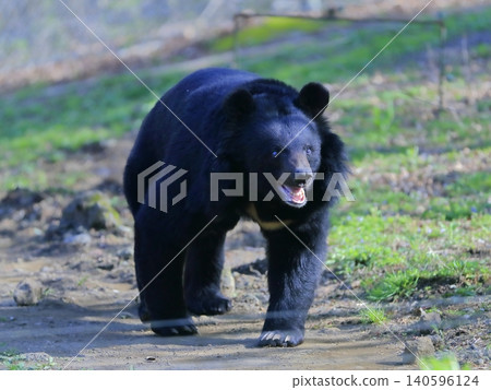 bear bear 140596124