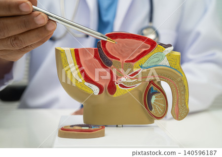 Male reproductive system, Asian doctor holding human anatomy model. Male reproductive system, Asian doctor holding human anatomy model. 140596187