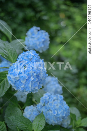 A moist blue hydrangea A moist blue hydrangea 140596193