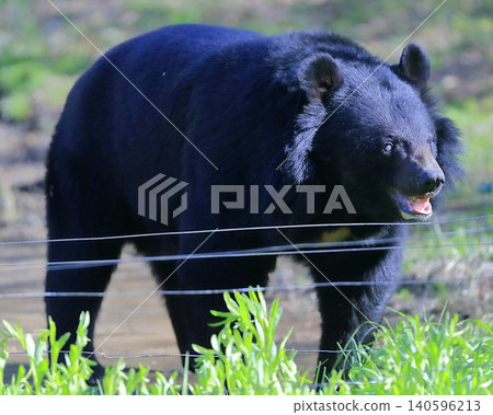 bear bear 140596213