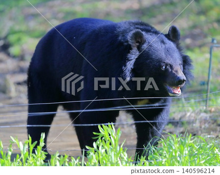 bear bear 140596214