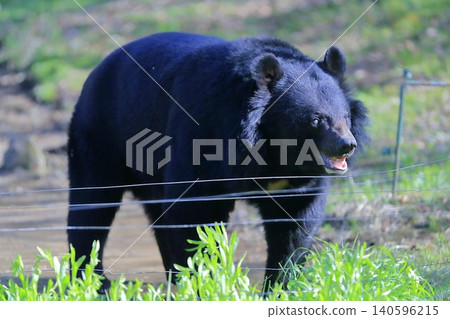 bear bear 140596215