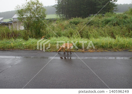 Wild animals of the Shiretoko Peninsula: Red Fox Wild animals of the Shiretoko Peninsula: Red Fox 140596249