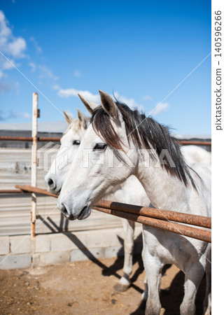 Two white horses standing in a paddock Two white horses standing in a paddock 140596266