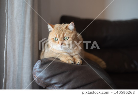 A cute red-haired cat with green eyes is sitting on the couch. A cute red-haired cat with green eyes is sitting on the couch. 140596268