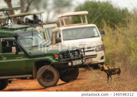 African wild dog stands watching safari trucks African wild dog stands watching safari trucks 140596312