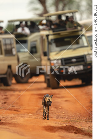 African wild dog walks away from jeeps African wild dog walks away from jeeps 140596313