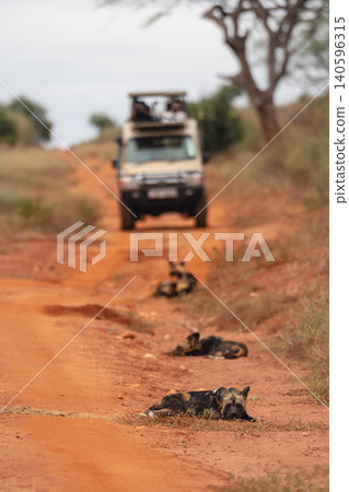 African wild dogs lying near safari truck African wild dogs lying near safari truck 140596315