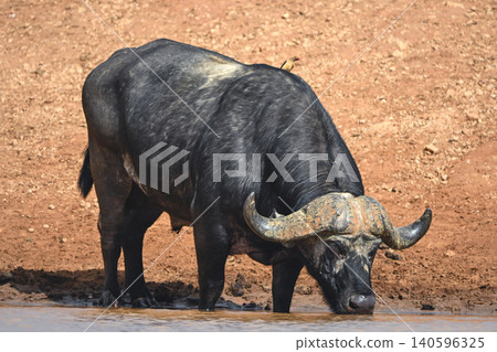 Cape buffalo drinks from waterhole casting shadow 140596325