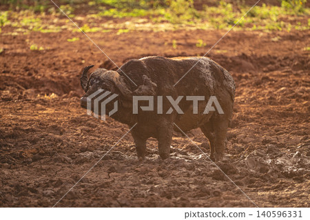 Cape buffalo stands backlit in muddy waterhole Cape buffalo stands backlit in muddy waterhole 140596331