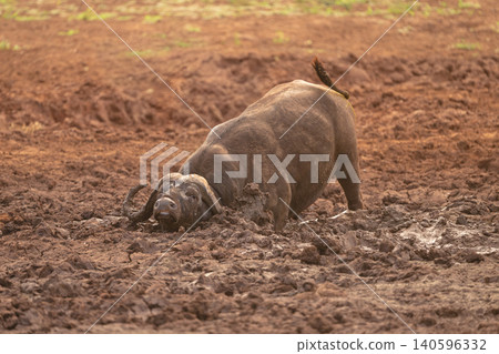 Cape buffalo stands burying forelegs in mud 140596332