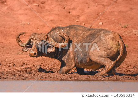 Cape buffalo stands in mud by waterhole 140596334